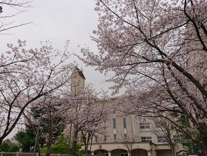 校門の桜