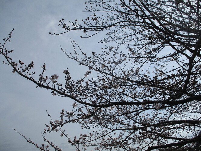 幼稚園の桜の木