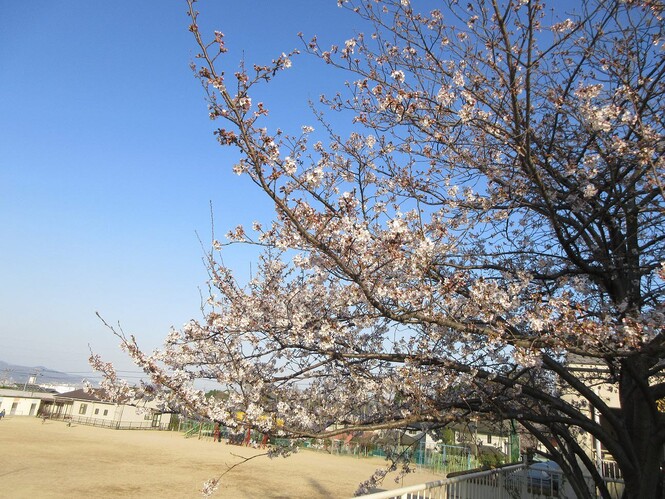 幼稚園の桜の花の写真