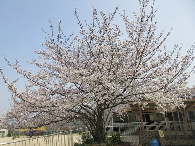 幼稚園の桜の写真