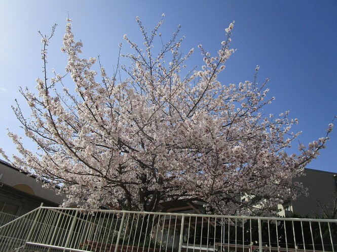 幼稚園の桜の写真