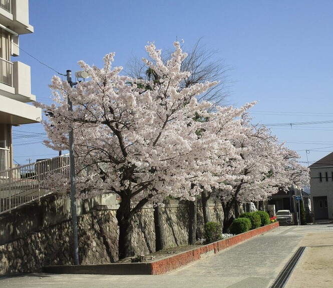小学校の桜の写真