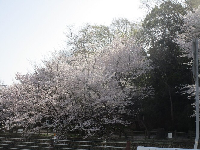 逆瀬川沿いの桜の写真