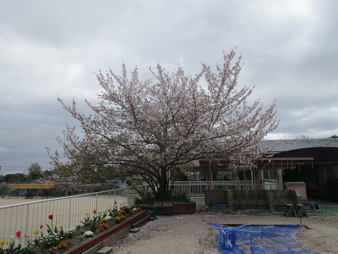 幼稚園の桜の木の写真