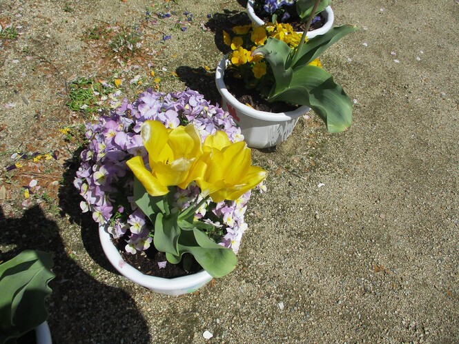 植木鉢に咲く双子のチューリップの写真