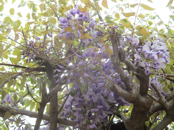 紫色の藤の写真