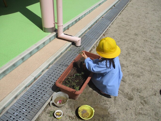 プランターにからすのえんどうやチューリップを植える子どもの写真