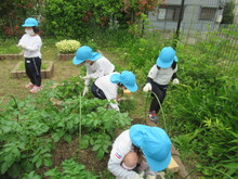 草抜き