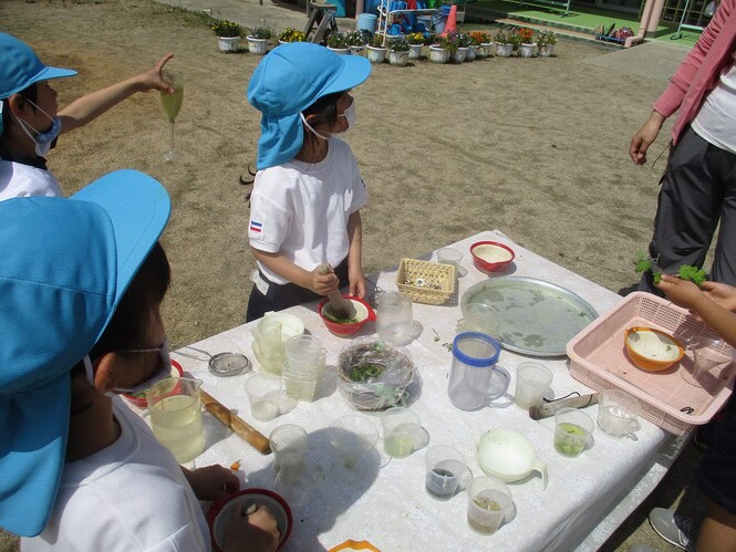 園庭の草花を使って色水を作っている子どもたちの写真