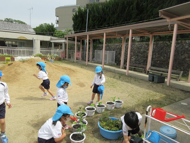 野菜を植えた鉢に水やりをしているすみれ組の写真