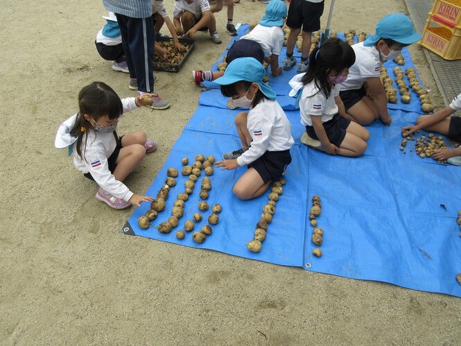 収穫したジャガイモを数える子どもの写真