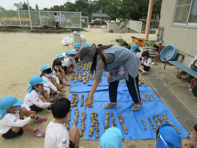 全部でどれだけ収穫できたかを数えるすみれ組の写真