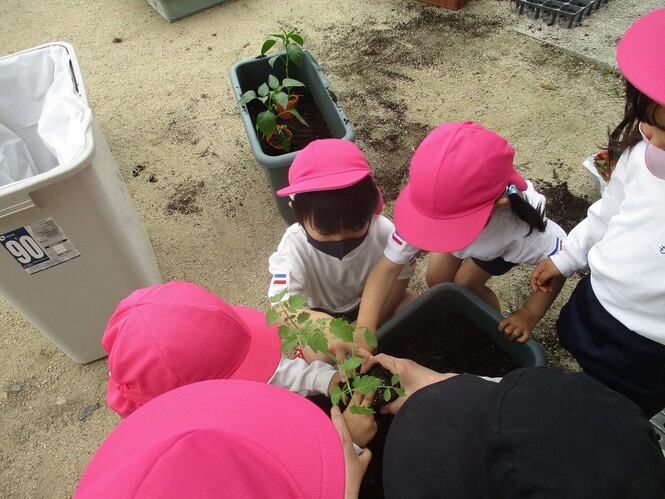 プランターに野菜を植えるもも組の子どもの写真