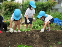 まだ
