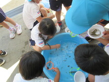魚