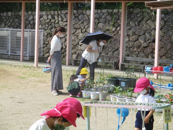 自分が植木鉢で育てている野菜を保護者と一緒にみている子どもの写真