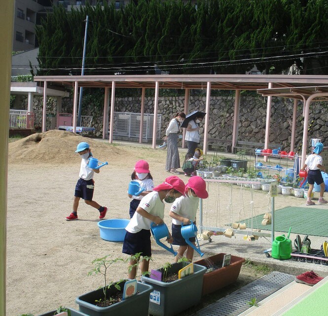 プランターで育てている夏野菜に水やりをしている4歳児の写真