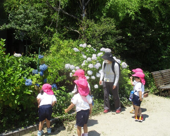 先生とあじさいの花をみるもも組子どもたちの写真