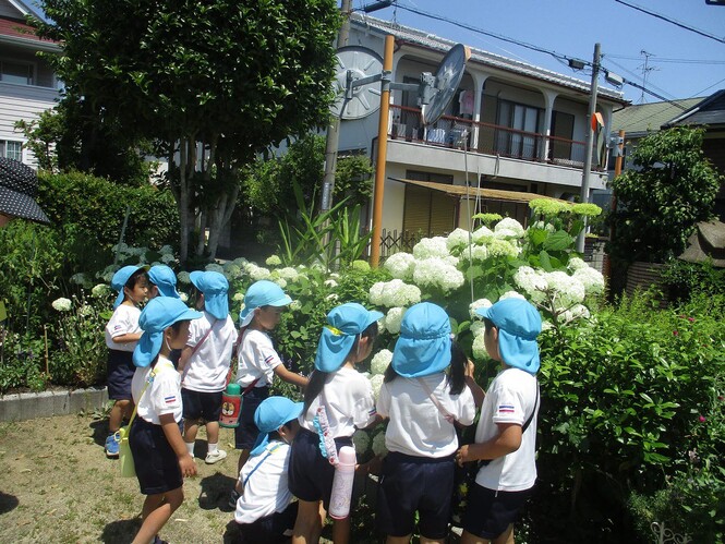 白いあじさいをみるすみれ組子どもたちの写真