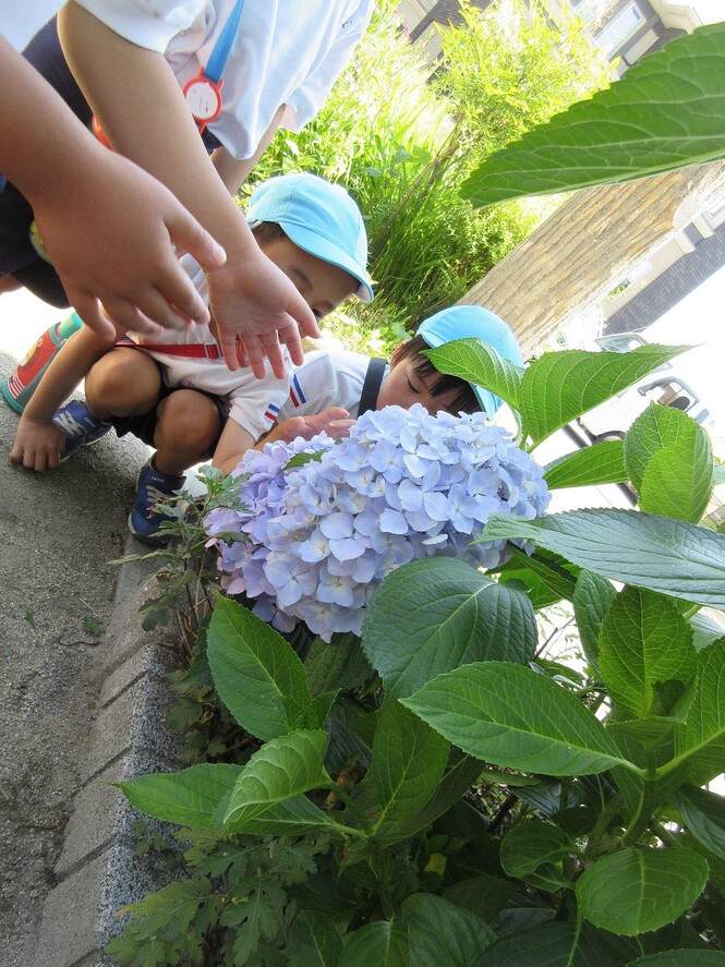 ジャンボあじさいをみる子どもの写真