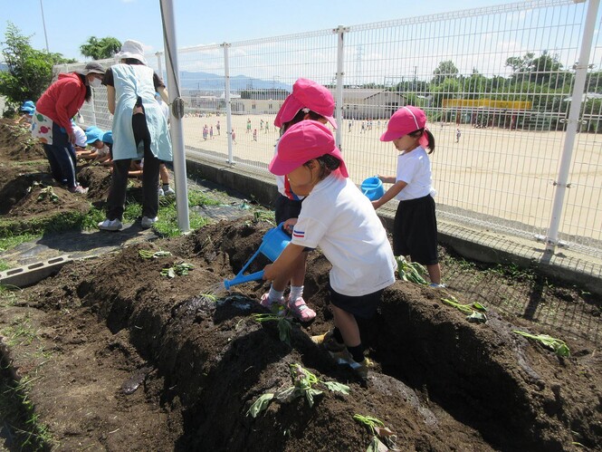 植えたサツマイモの苗に水をやっている子どもの写真