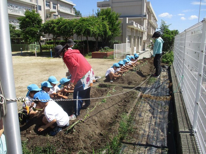 サツマイモの苗植えをしている子どもの写真