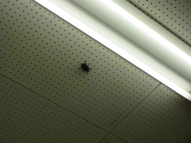 天井につくメスのカブトムシ