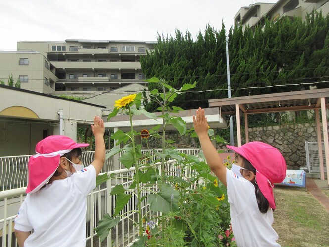 自分の背より大きなひまわりの高さをはかろうと手を伸ばしている子どもの写真