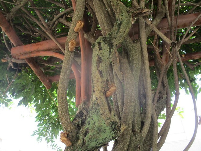 木にくっついたセミの抜け殻の写真