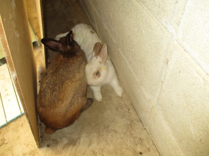 ウサギのちょことましゅまろの写真