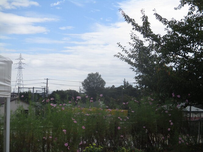 園庭に咲くコスモスの写真