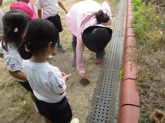 栗のイガの様子を先生と一緒にみている子どもの写真