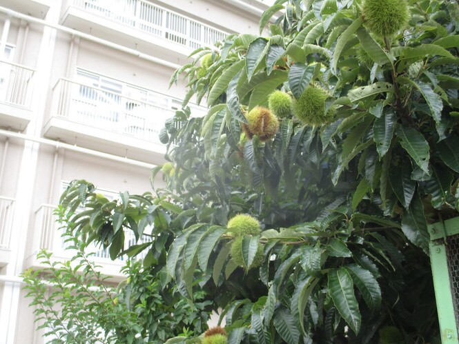栗の木の写真