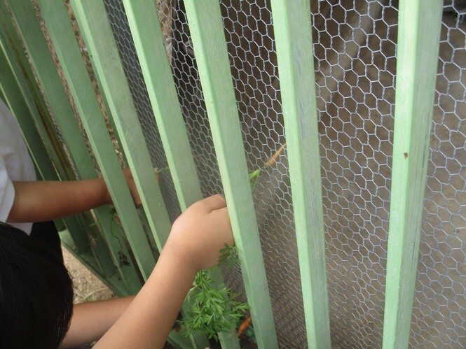 飼育小屋の網を通してミニにんじんをあげている子どもの写真