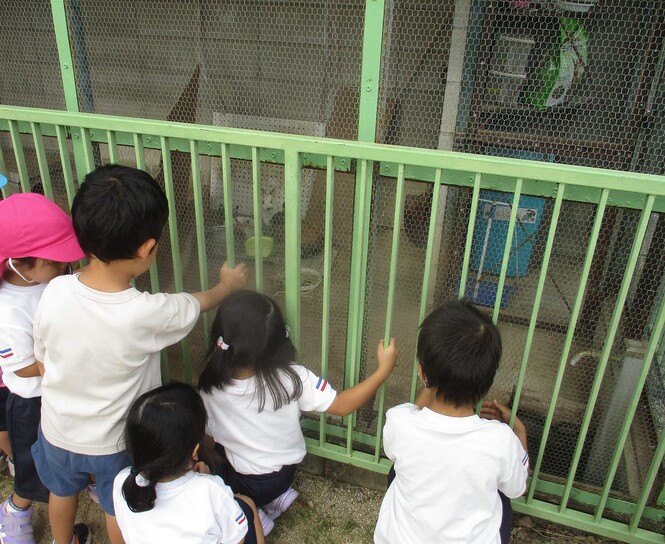 にんじんを食べているうさぎの様子をみる子どもたちの写真