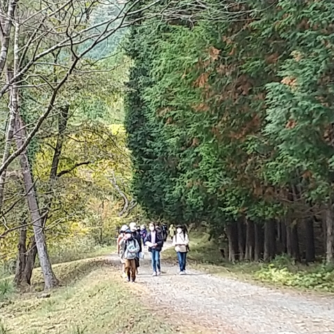 右は、杉林の緑、左は川沿い゛紅葉しています。