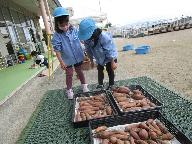 お芋を眺めているすみれ組子どもの写真