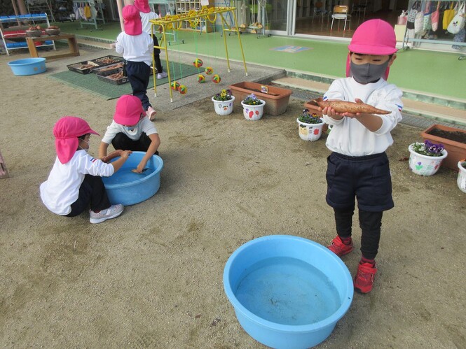 芋を洗うもも組子どもたちの写真