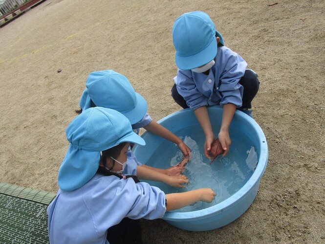 たらいの水でいもを洗うすみれ組子どもの写真