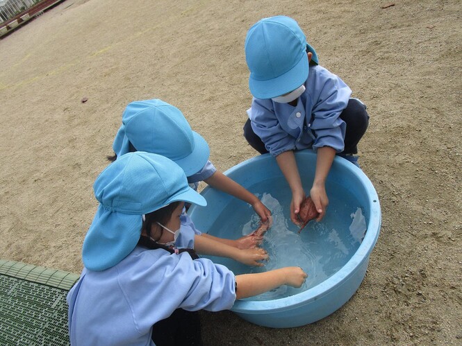 たらいの水でいもを洗うすみれ組子どもの写真