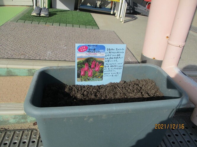 富山県産のチューリップを植えたプランターの写真