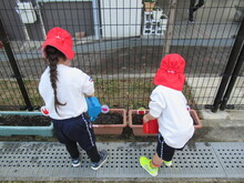 tyurippu