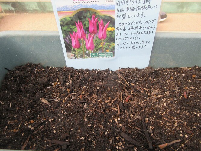 富山県砺波市よりいただいたチューリップを植えたプランターの写真