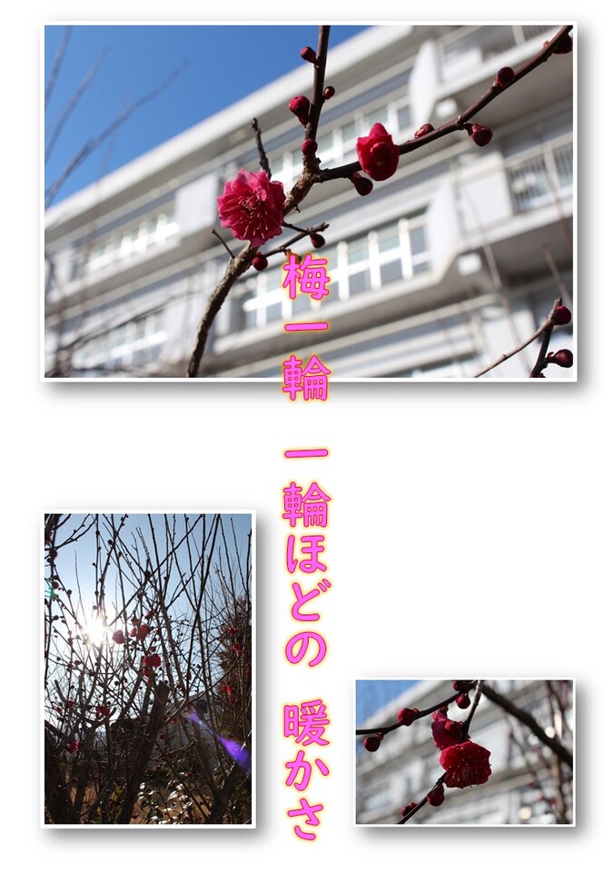 梅の花が咲きました