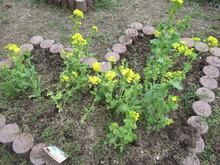 菜の花