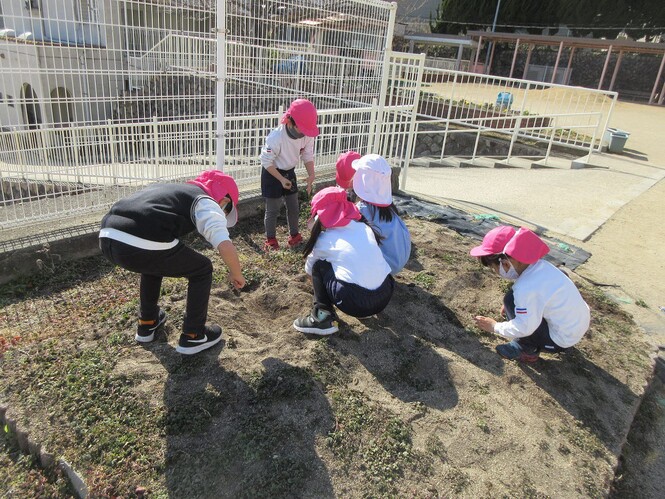 畑の草引きをするもも組子どもの写真