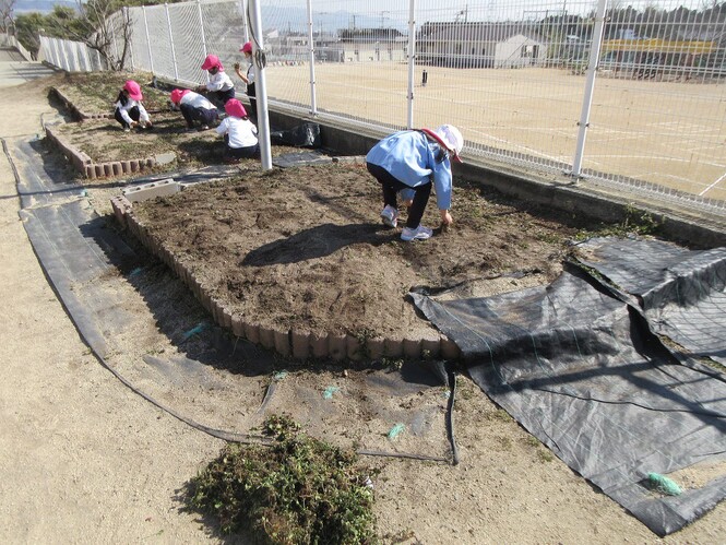 1つ目の畑の草引きを終え、2つ目の畑の草引きをしているもも組子どもの写真