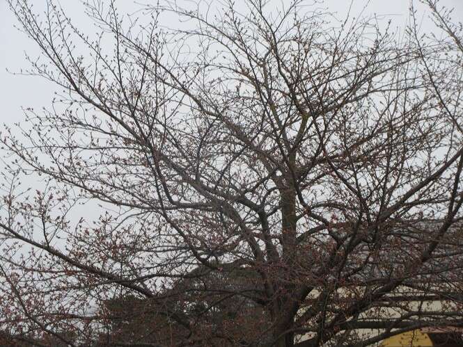 幼稚園の桜の木の写真