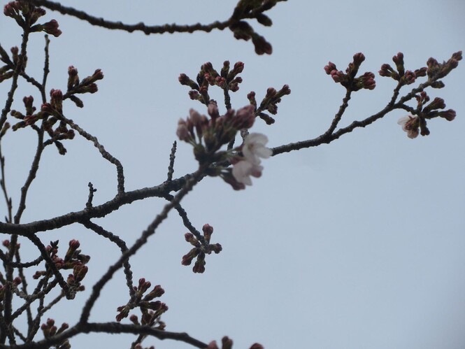 桜の花のアップの写真