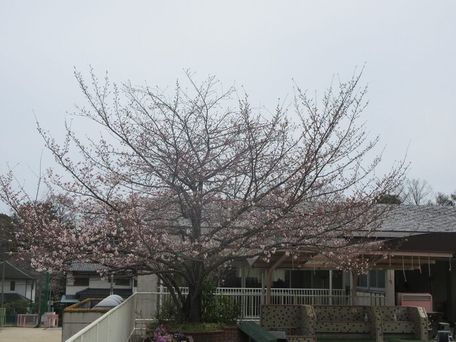園庭の三分咲きした桜の写真